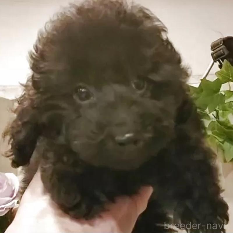 販売中の愛知県のティーカッププードル-415236