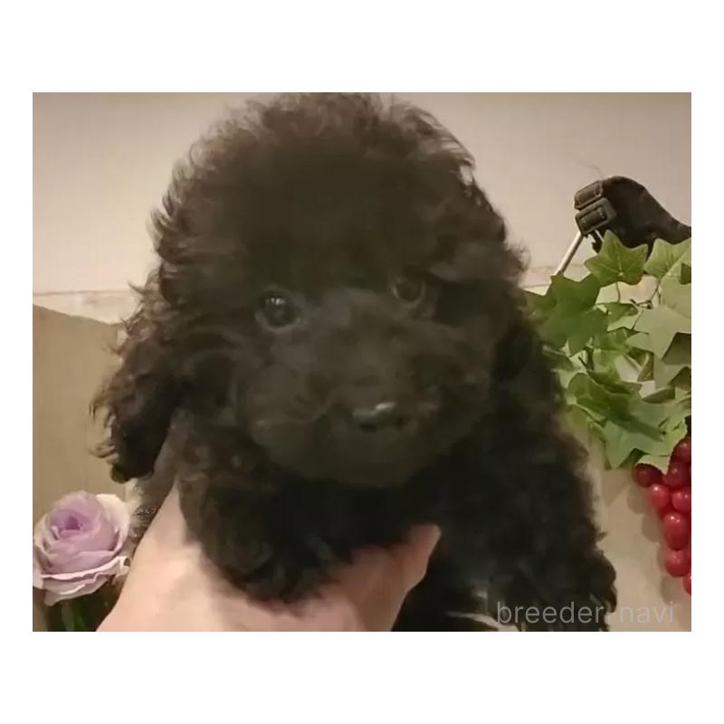 成約済の愛知県のティーカッププードル-415236の15枚目