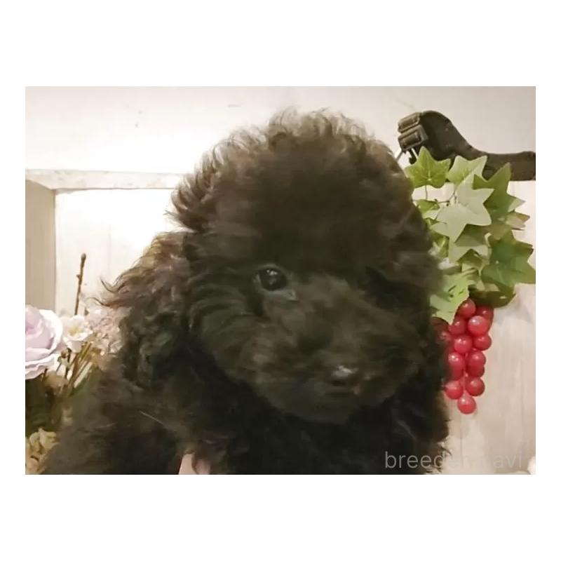 成約済の愛知県のティーカッププードル-415236の14枚目