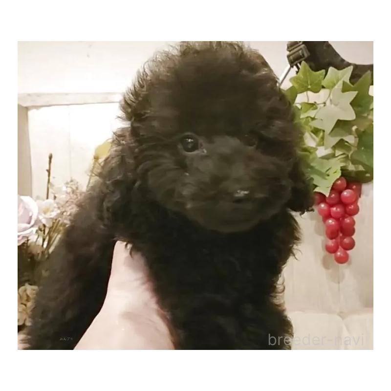 成約済の愛知県のティーカッププードル-415236の13枚目