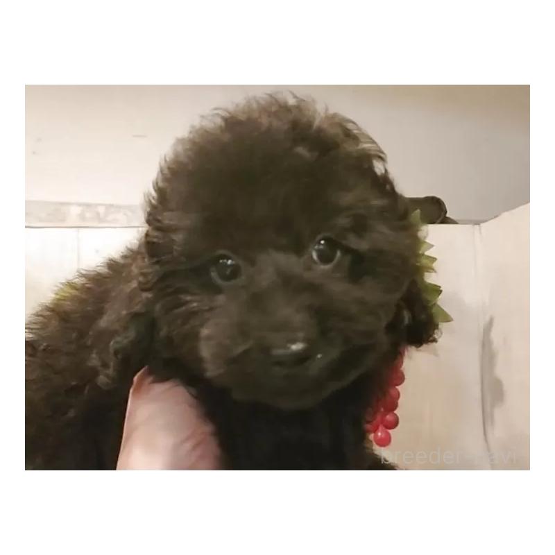 成約済の愛知県のティーカッププードル-415236の12枚目