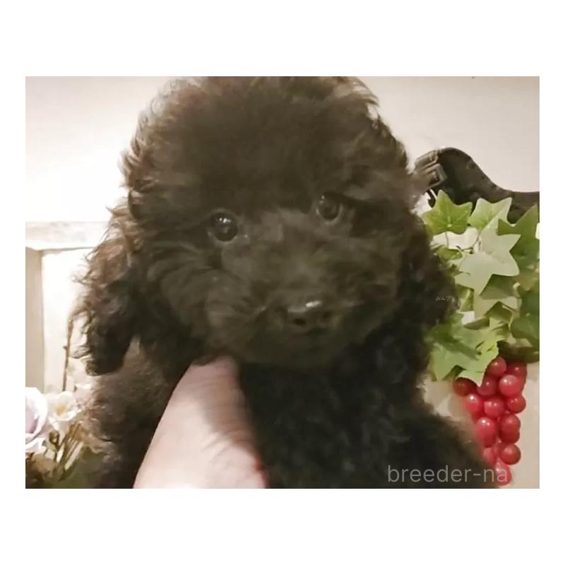 成約済の愛知県のティーカッププードル-415236の11枚目