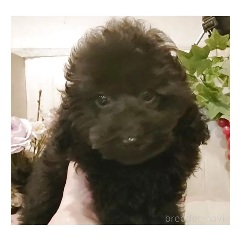 成約済の愛知県のティーカッププードル-415236の10枚目