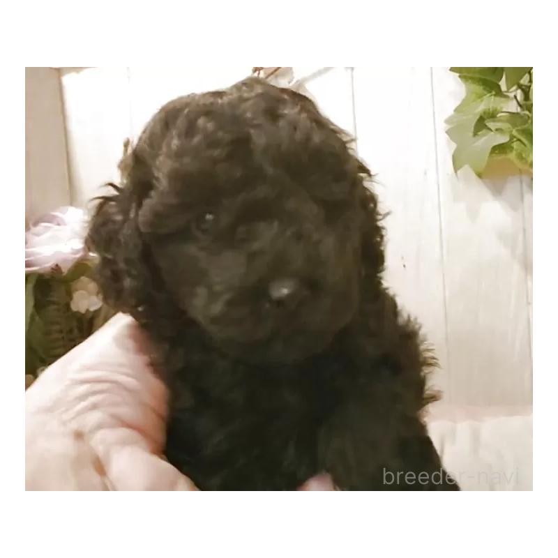 成約済の愛知県のティーカッププードル-415236の9枚目