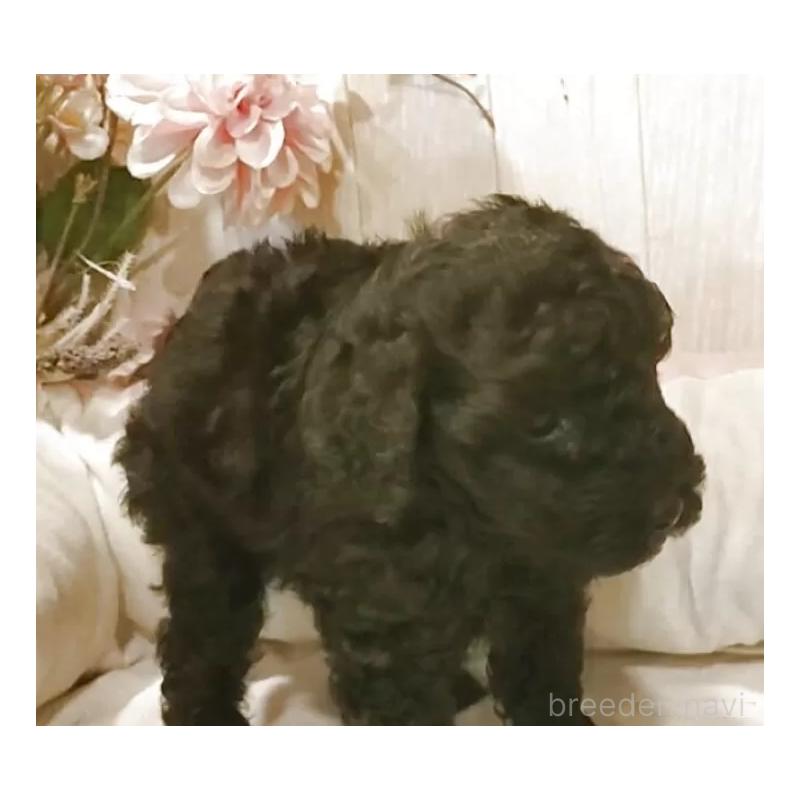 成約済の愛知県のティーカッププードル-415236の8枚目