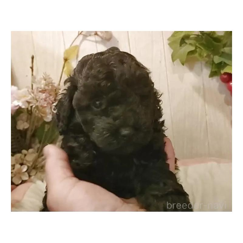 成約済の愛知県のティーカッププードル-415236の7枚目