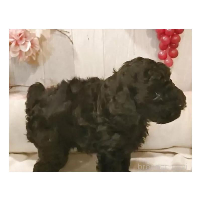 成約済の愛知県のティーカッププードル-415236の6枚目