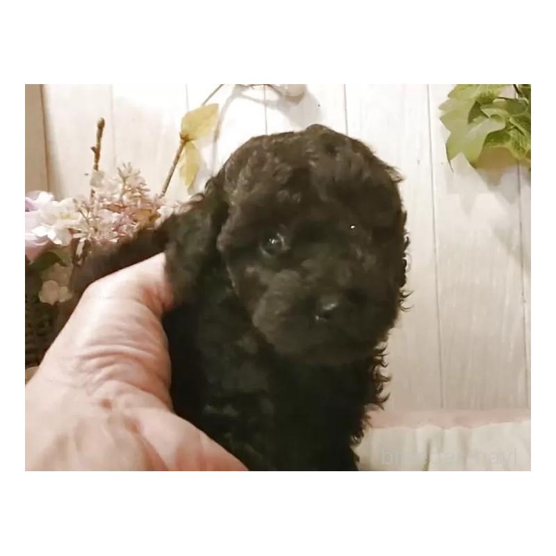 成約済の愛知県のティーカッププードル-415236の5枚目