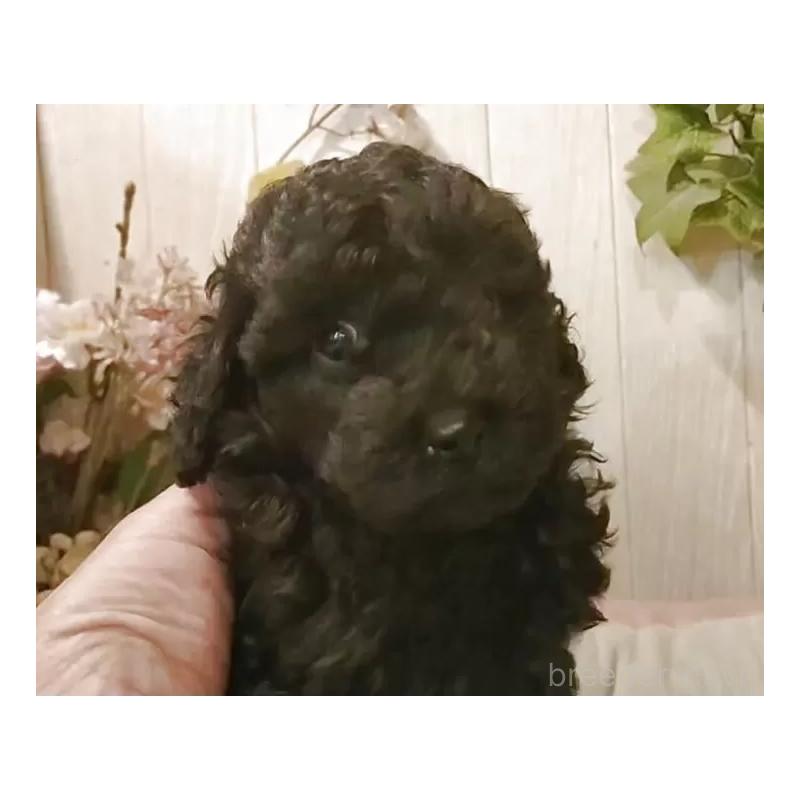 成約済の愛知県のティーカッププードル-415236の4枚目