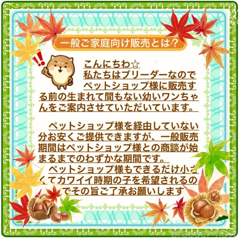 販売中の大阪府のタイニープードル-425357の13枚目