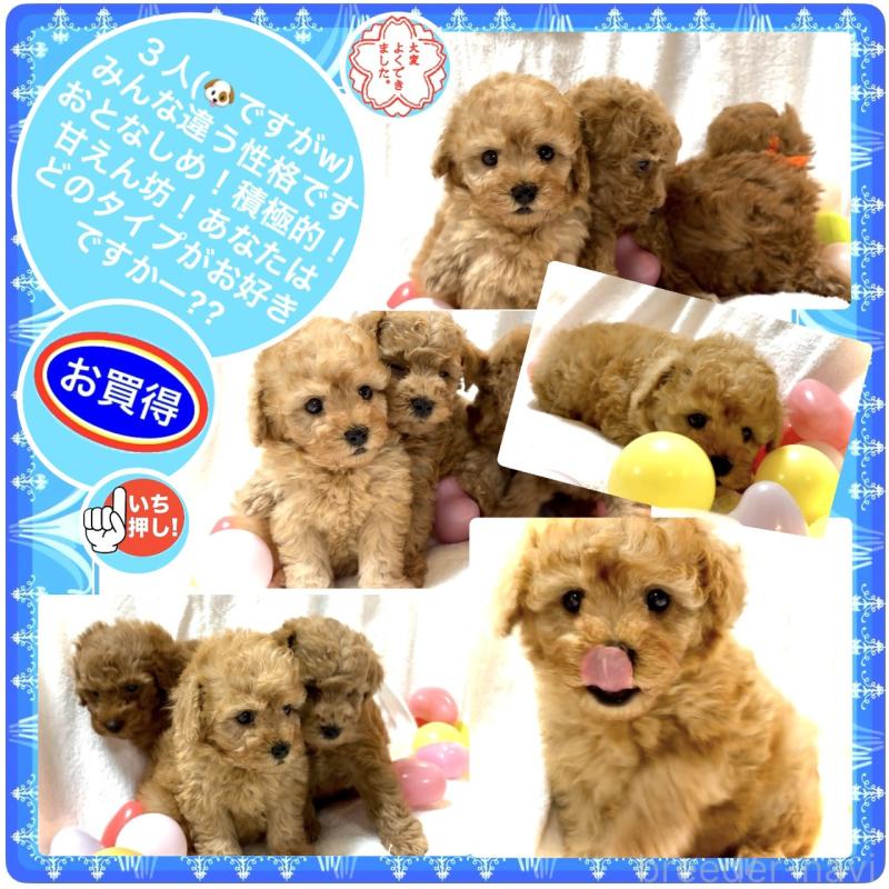 販売中の大阪府のタイニープードル-425357の12枚目