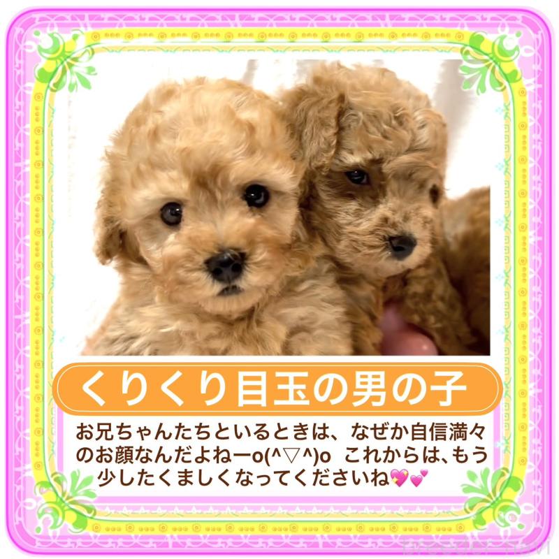 販売中の大阪府のタイニープードル-425357の11枚目
