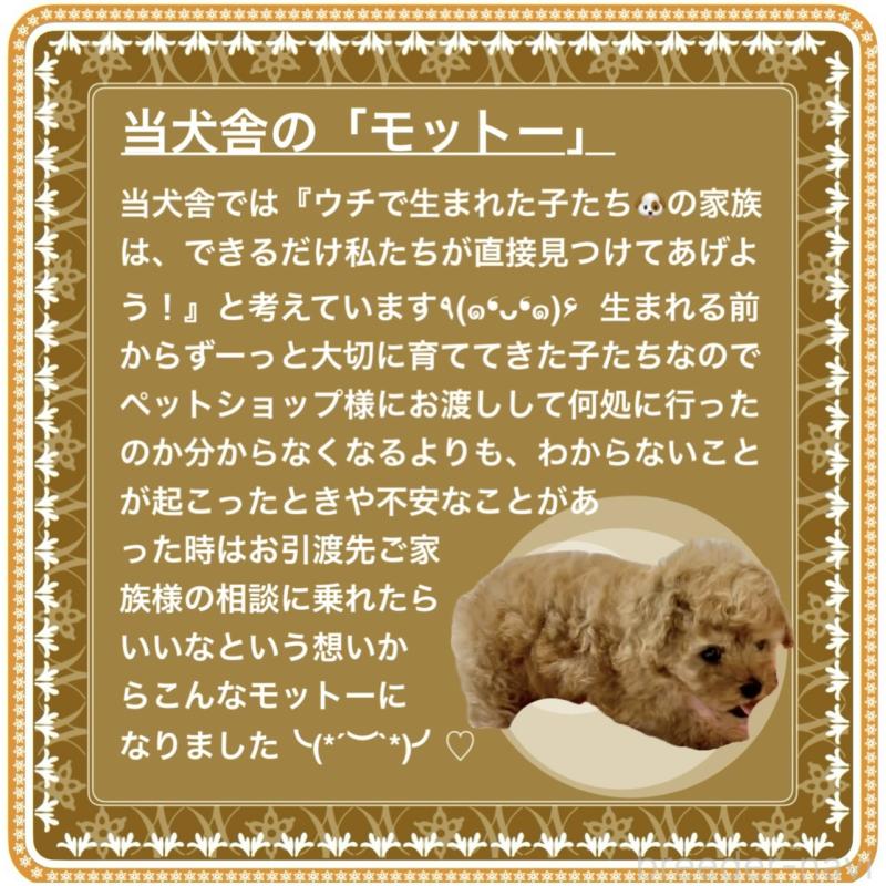 販売中の大阪府のタイニープードル-425357の10枚目