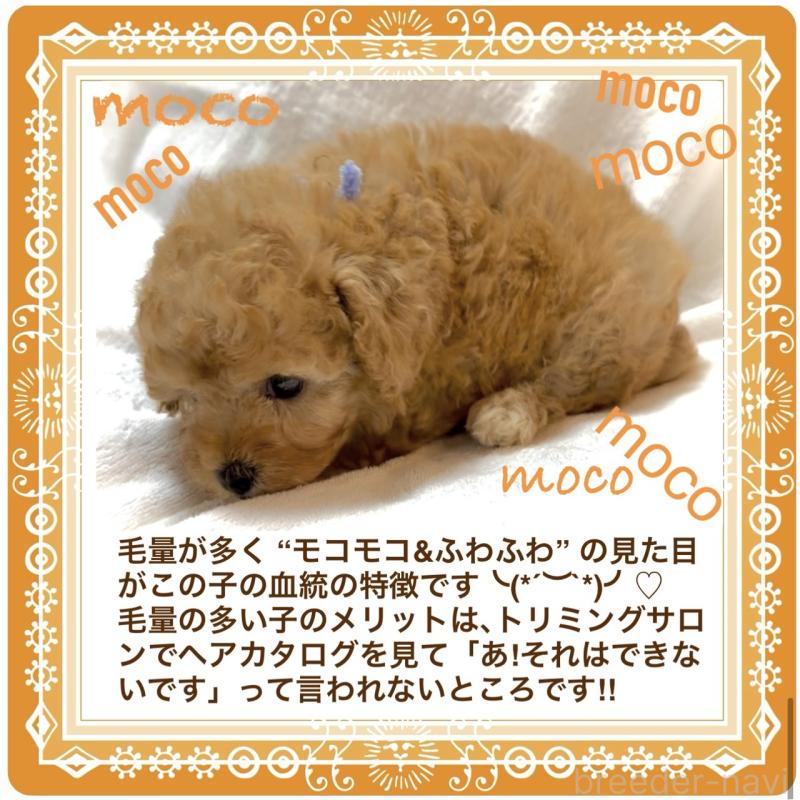 販売中の大阪府のタイニープードル-425357の8枚目