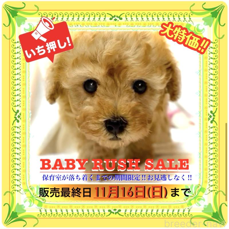 販売中の大阪府のタイニープードル-425357の9枚目
