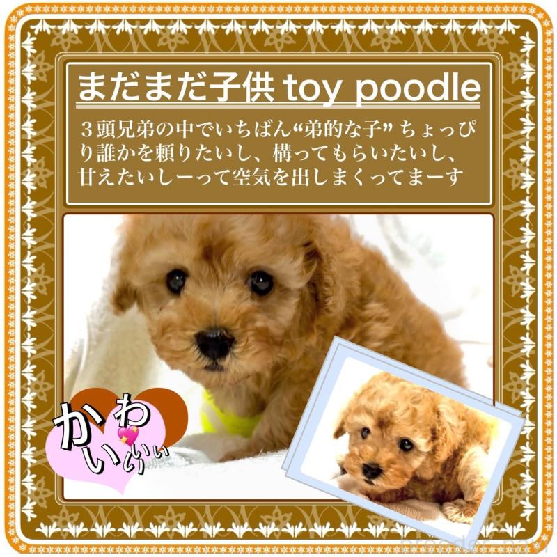 販売中の大阪府のタイニープードル-425357の7枚目