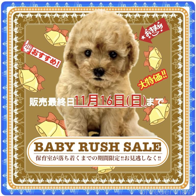 販売中の大阪府のタイニープードル-425357の6枚目