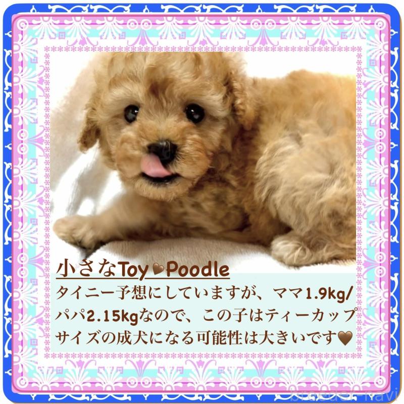販売中の大阪府のタイニープードル-425357の5枚目