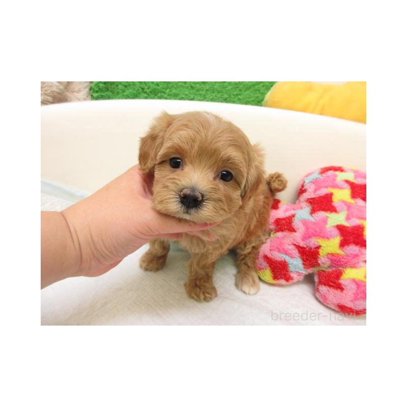 販売中の大阪府のマルプー:マルチーズ×トイプードル-425358の2枚目