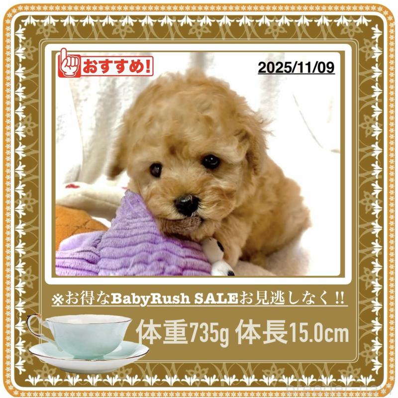 販売中の大阪府のタイニープードル-425357の4枚目