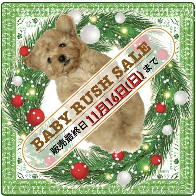 販売中の大阪府のタイニープードル-425357の1枚目