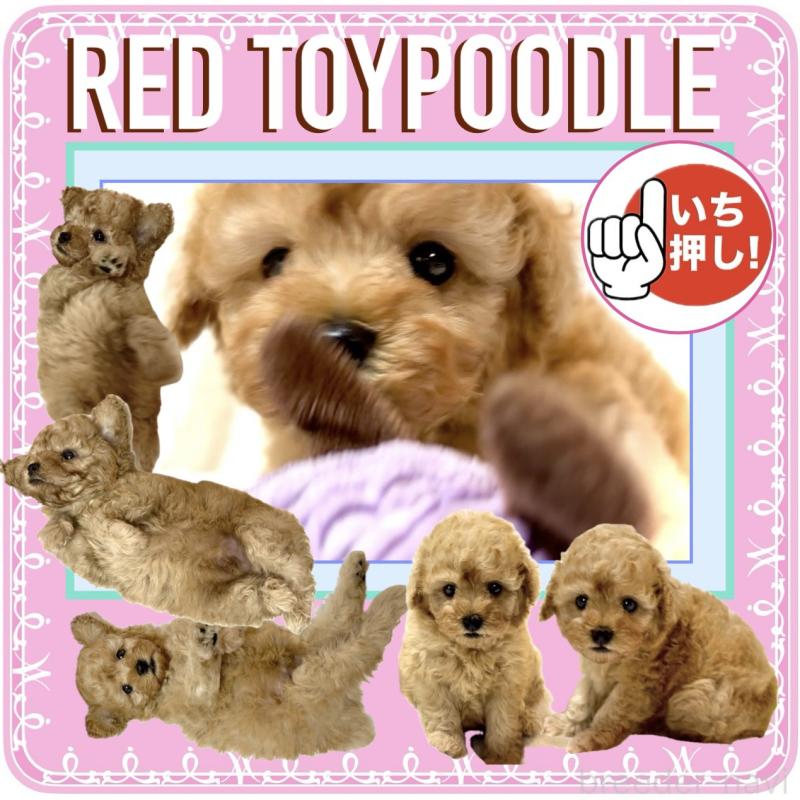 販売中の大阪府のタイニープードル-425357の2枚目