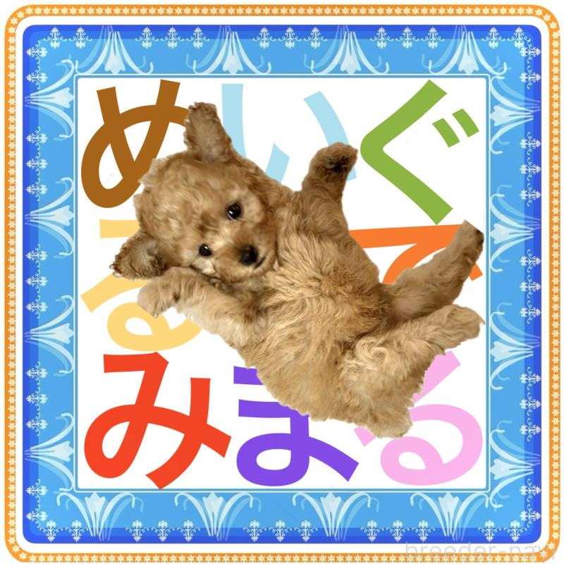 販売中の大阪府のタイニープードル-425357の3枚目