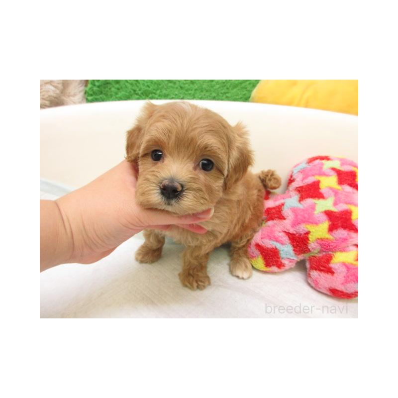 販売中の大阪府のマルプー:マルチーズ×トイプードル-425358の1枚目