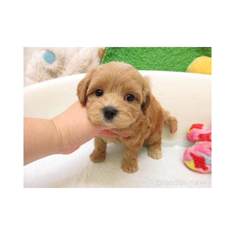 販売中の大阪府のマルプー:マルチーズ×トイプードル-425361の2枚目