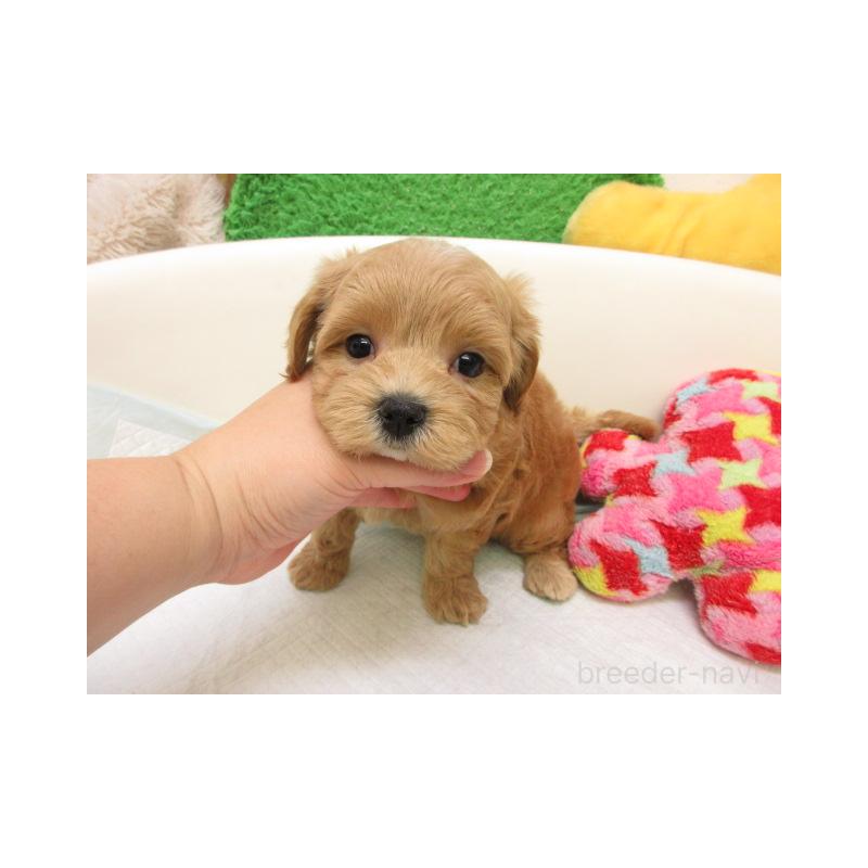 販売中の大阪府のマルプー:マルチーズ×トイプードル-425361