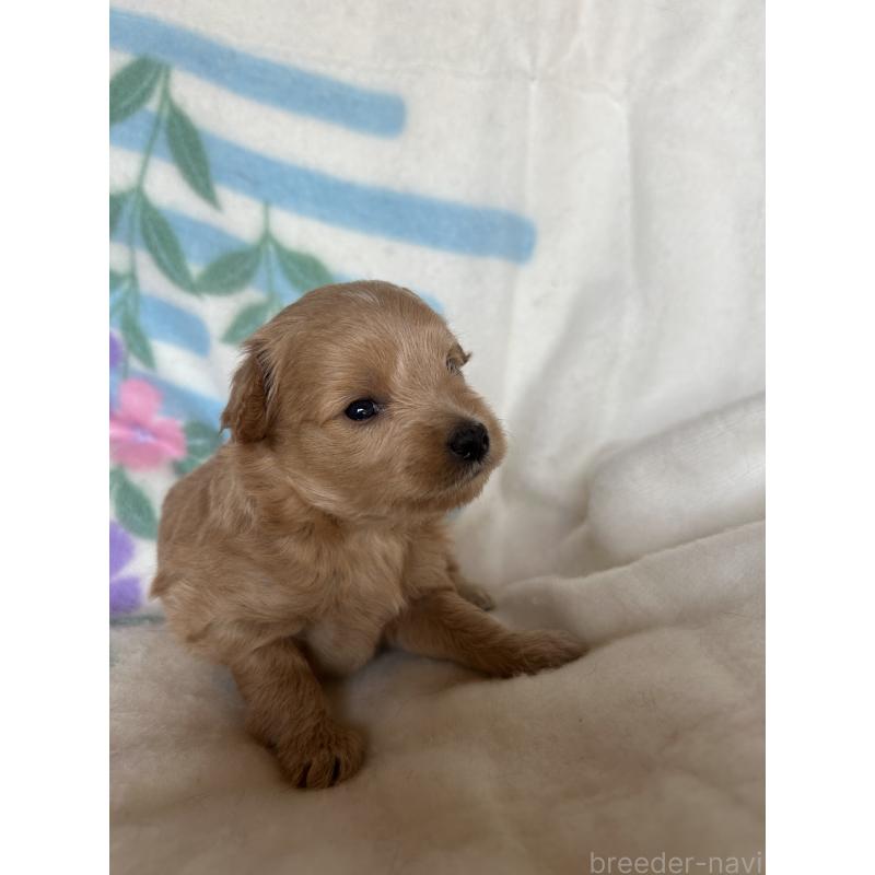 販売中の愛知県のビションプー:ビションフリーゼ×トイプードル-425360の4枚目