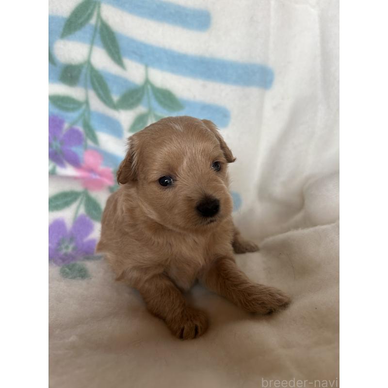 販売中の愛知県のビションプー:ビションフリーゼ×トイプードル-425360の3枚目