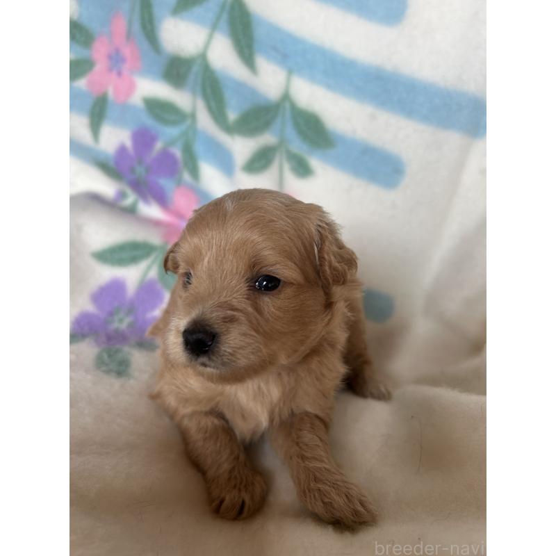 販売中の愛知県のビションプー:ビションフリーゼ×トイプードル-425360の2枚目