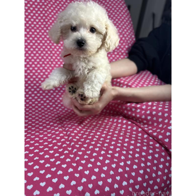 販売中の北海道のビションプー:ビションフリーゼ×トイプードル-425359の4枚目