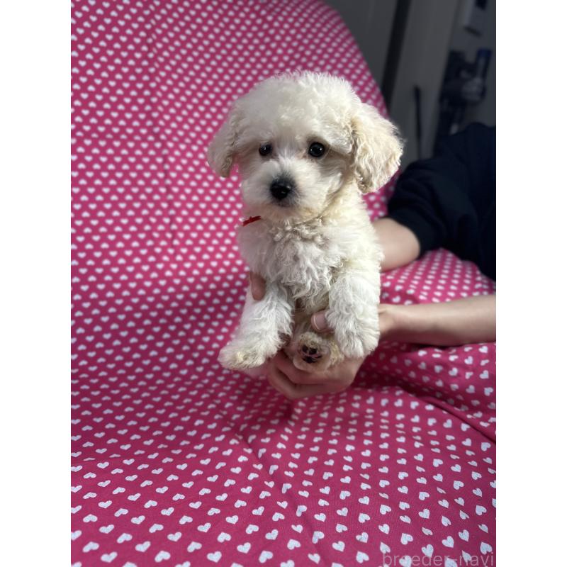 販売中の北海道のビションプー:ビションフリーゼ×トイプードル-425359の1枚目