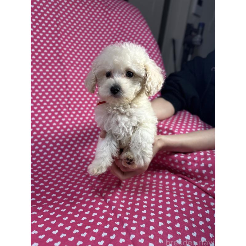 販売中の北海道のビションプー:ビションフリーゼ×トイプードル-425359の3枚目