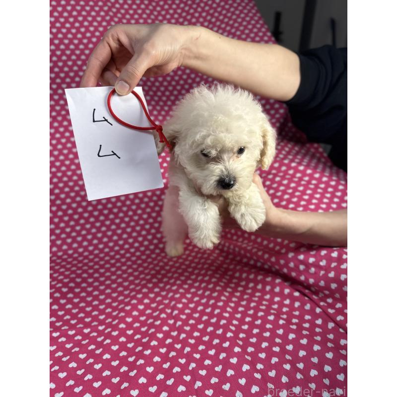 販売中の北海道のビションプー:ビションフリーゼ×トイプードル-425359の2枚目