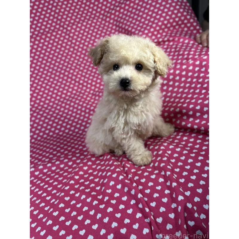 販売中の北海道のビションプー:ビションフリーゼ×トイプードル-425362の4枚目