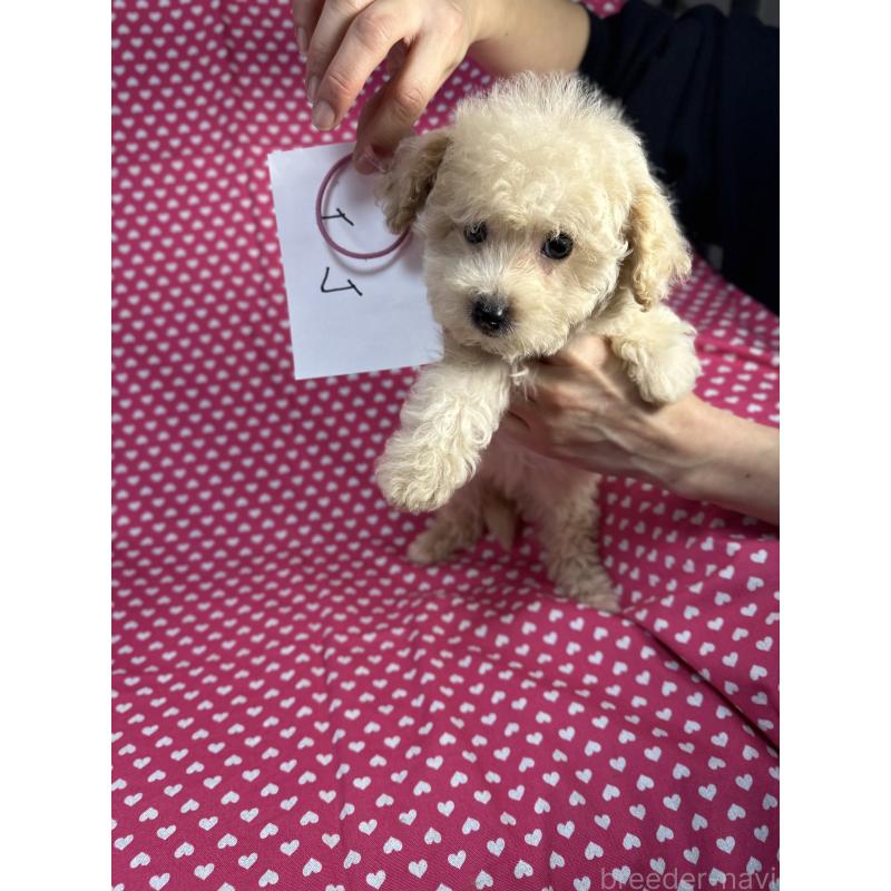 販売中の北海道のビションプー:ビションフリーゼ×トイプードル-425362の3枚目