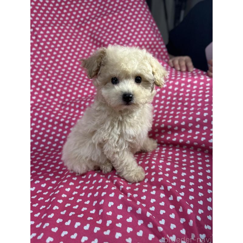 販売中の北海道のビションプー:ビションフリーゼ×トイプードル-425362