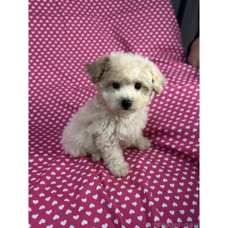 販売中の北海道のビションプー:ビションフリーゼ×トイプードル-425362の2枚目