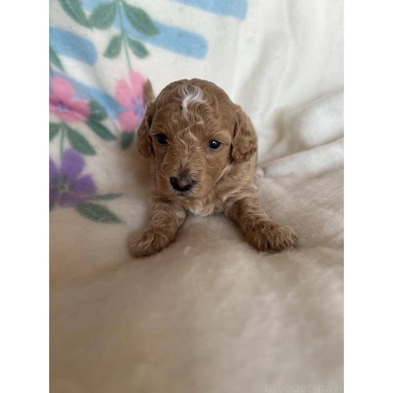 販売中の愛知県のビションプー:ビションフリーゼ×トイプードル-425363