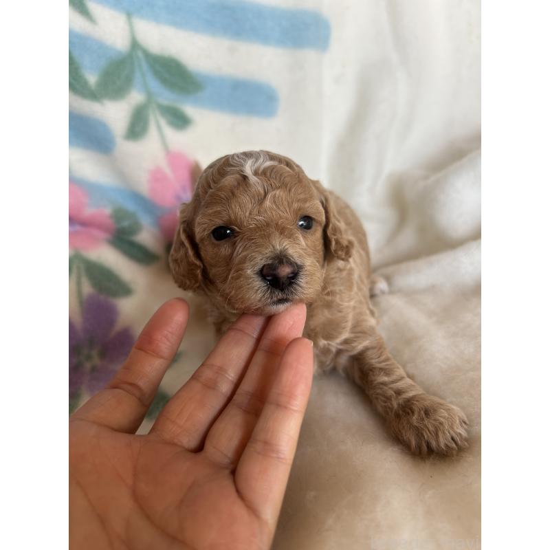 販売中の愛知県のビションプー:ビションフリーゼ×トイプードル-425363の4枚目