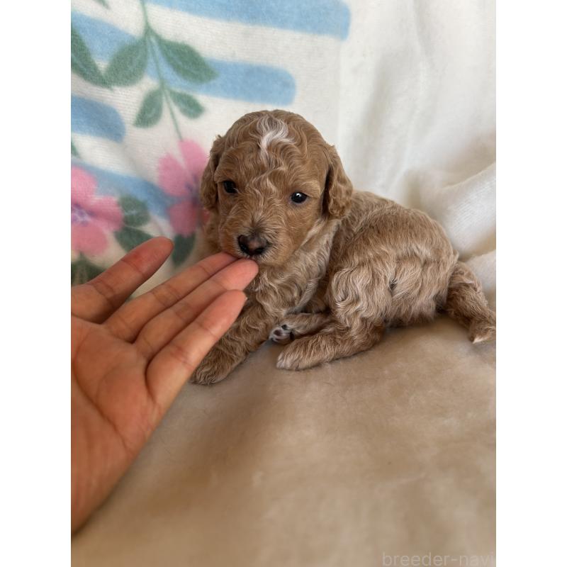 販売中の愛知県のビションプー:ビションフリーゼ×トイプードル-425363の3枚目