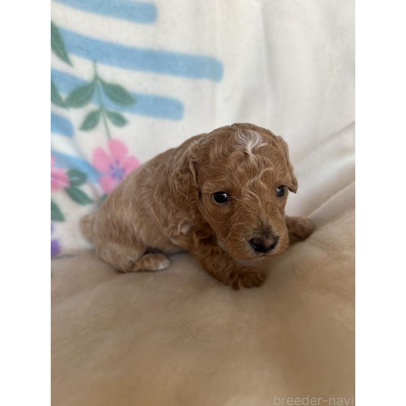 販売中の愛知県のビションプー:ビションフリーゼ×トイプードル-425363の2枚目