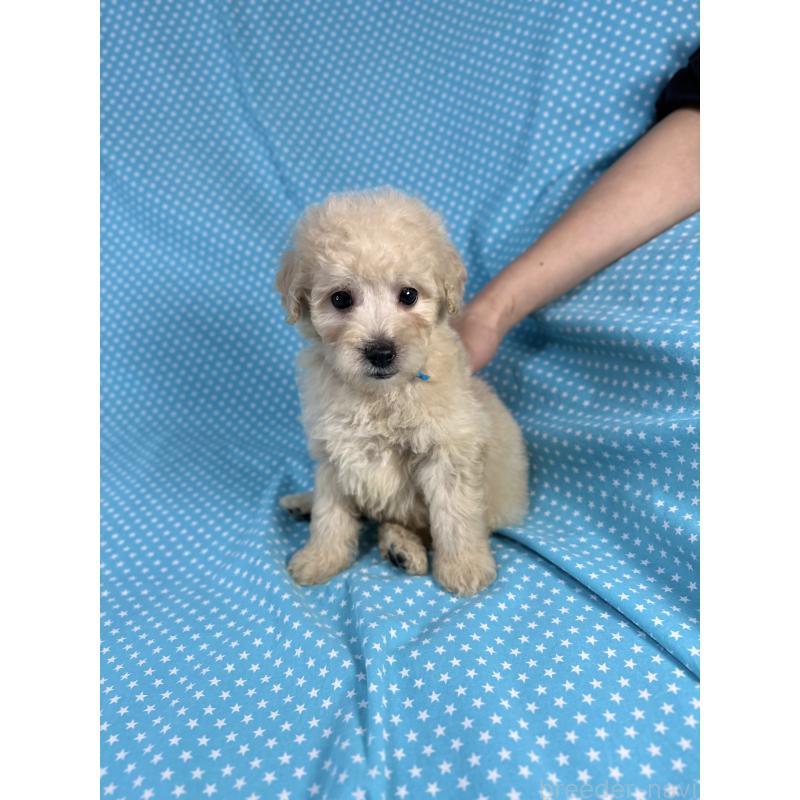 販売中の北海道のトイプードル-425364の4枚目