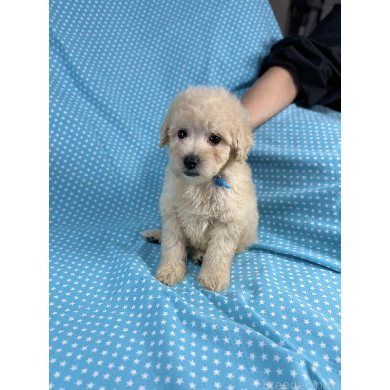 販売中の北海道のトイプードル-425364