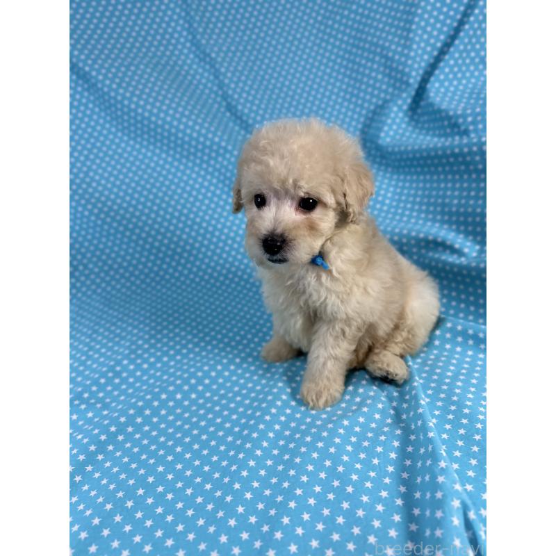 販売中の北海道のトイプードル-425364の3枚目