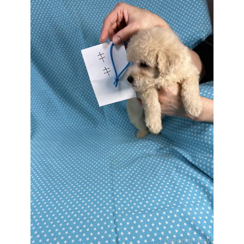 販売中の北海道のトイプードル-425364の2枚目