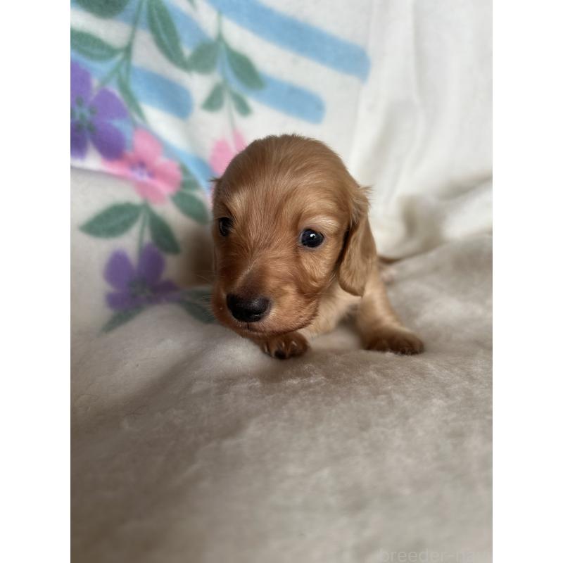 販売中の愛知県のミニチュアダックスフンド(ロングヘアード)-425365の4枚目